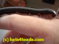 /home//u458753944/public_html/sourcegallery//Insects and small critters/millipedes and centipedes/DSCN1190.JPG